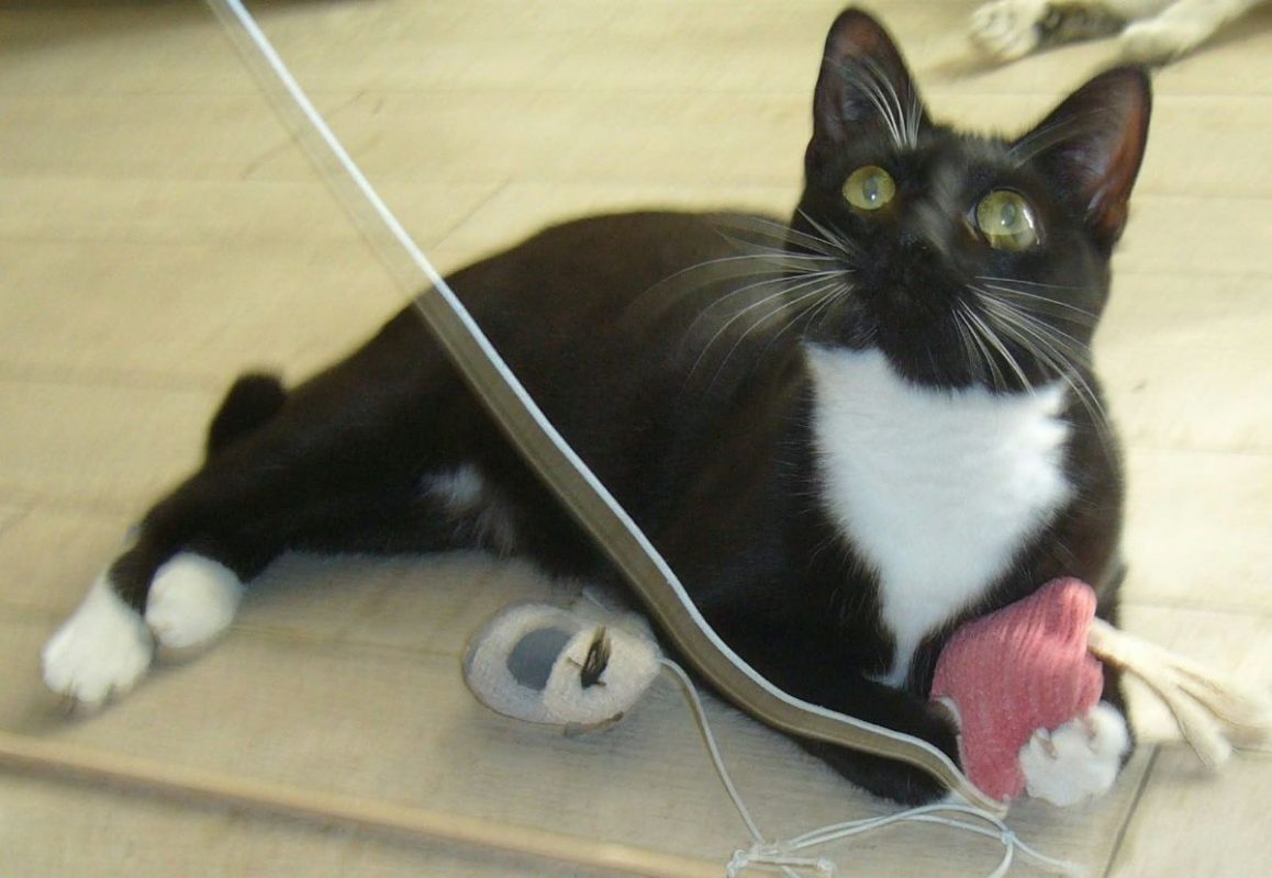 Freya - Chat à adopter