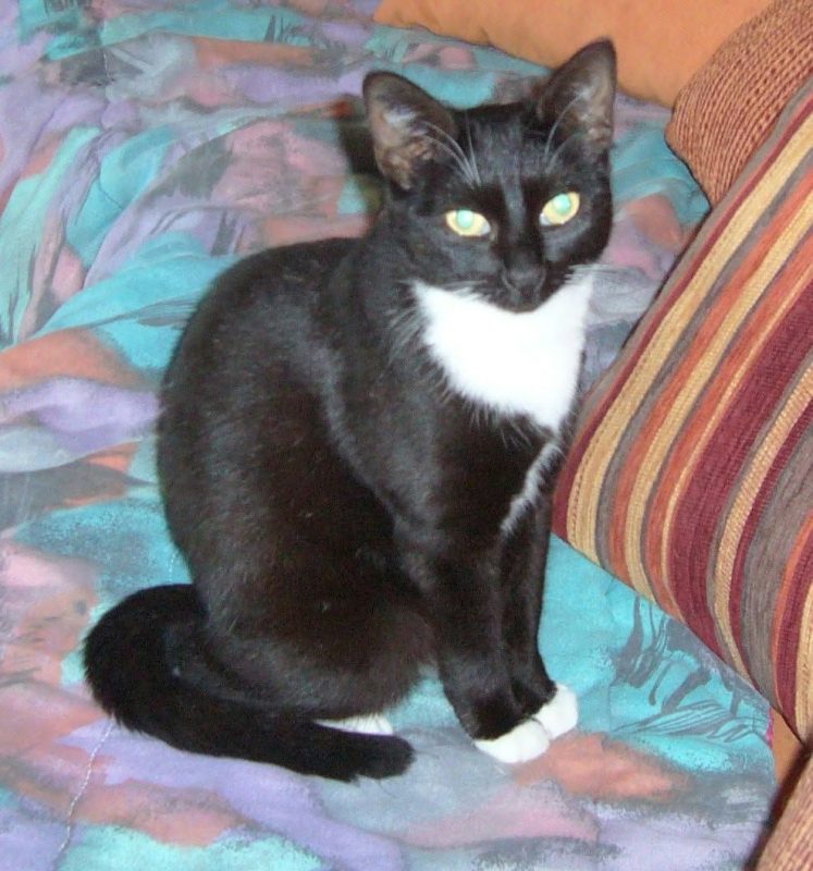 Freya - Chat à adopter - photo 4