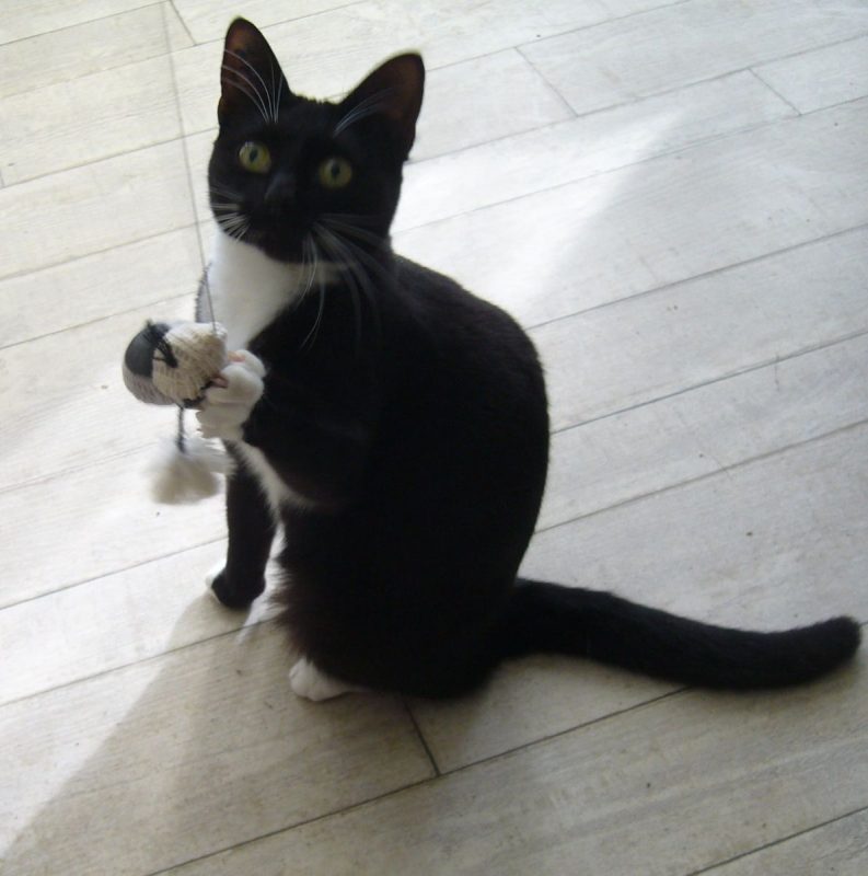 Freya - Chat à adopter - photo 2