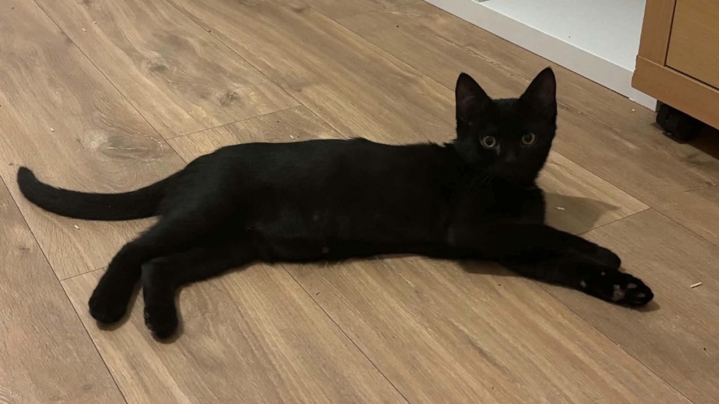 Dipsy - Chat Européen à adopter