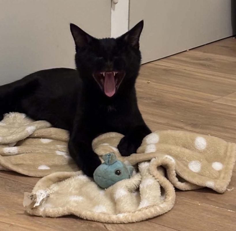 Dipsy - Chat Européen à adopter - photo 2