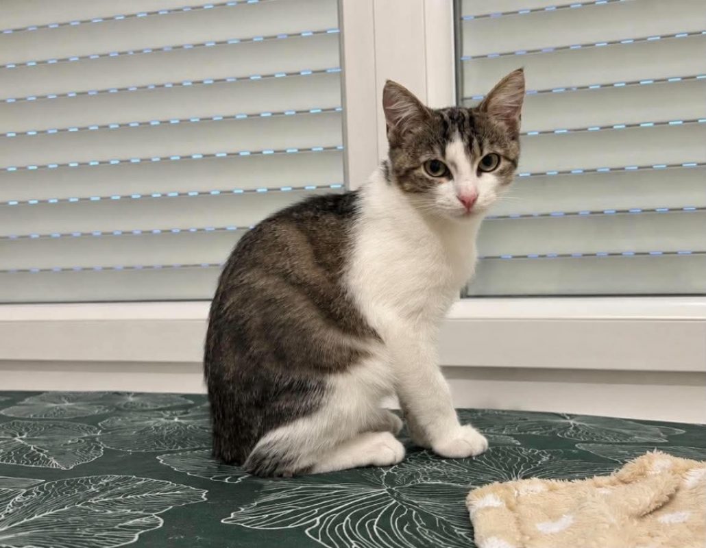 Pô - Chat Européen à adopter