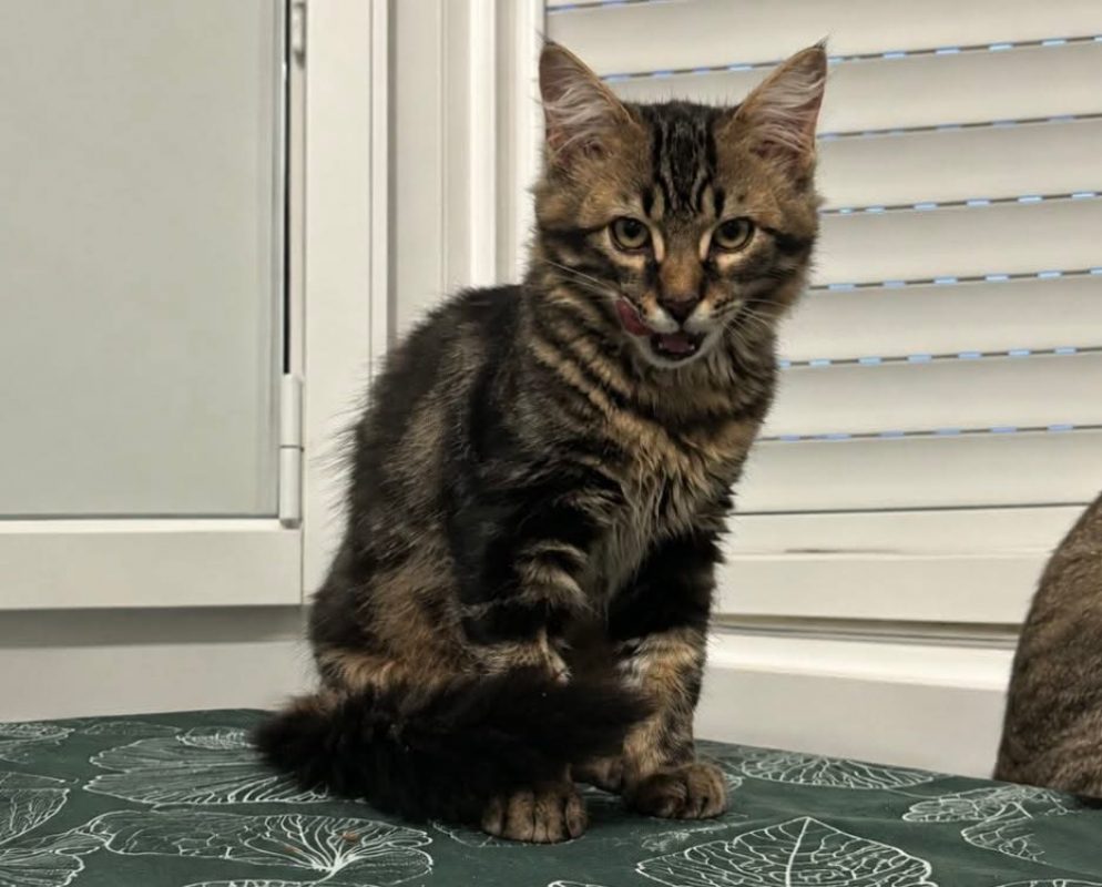Tinky-winky - Chat Européen à adopter