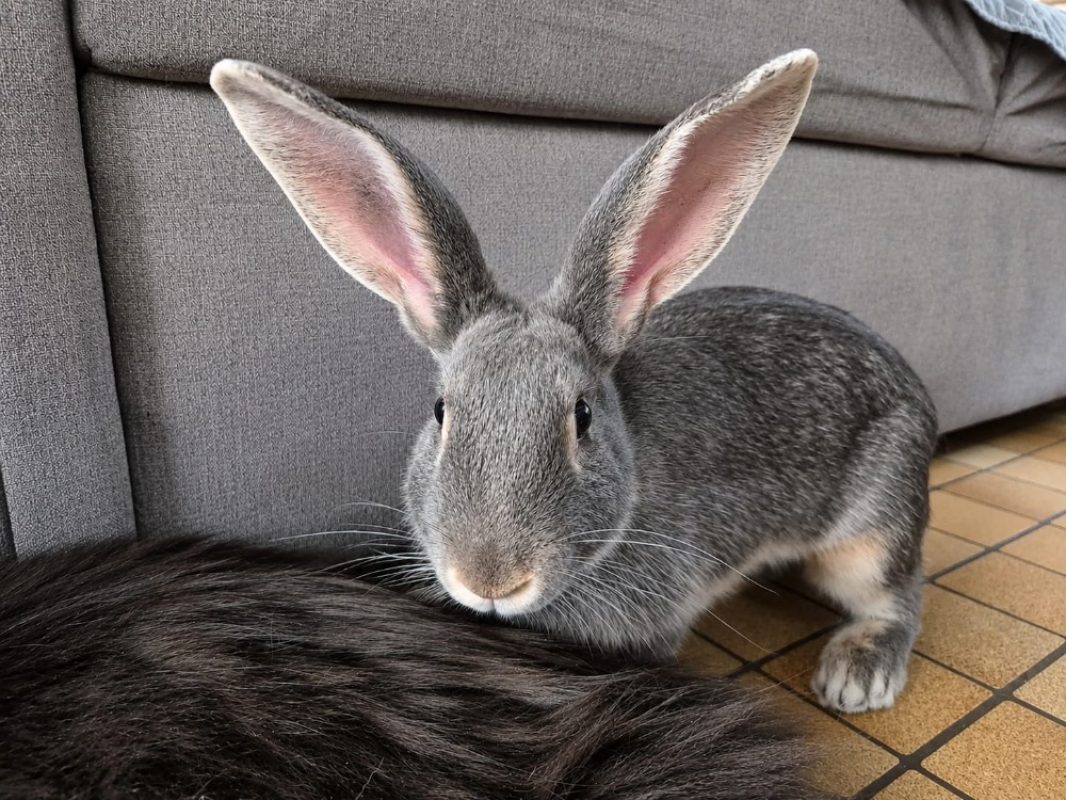 Suzette - Rongeur Lapin à adopter