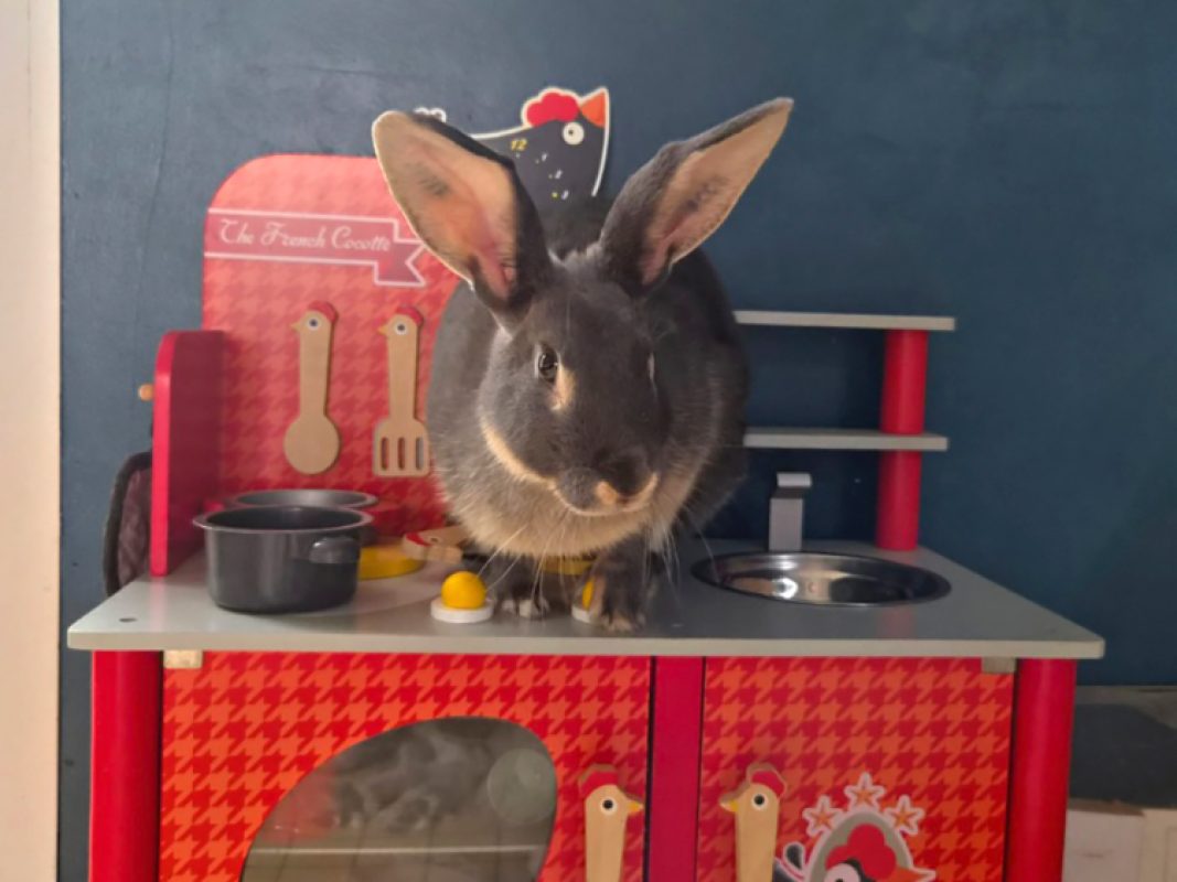 Suzette - Rongeur Lapin à adopter - photo 2