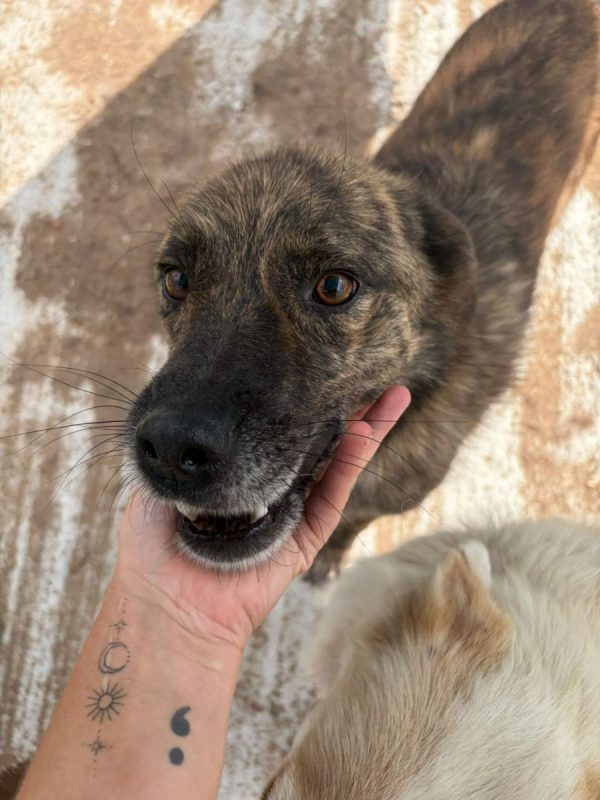 FLAVIO - Chien à adopter - photo 2