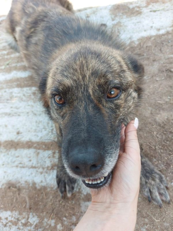 FLAVIO - Chien à adopter