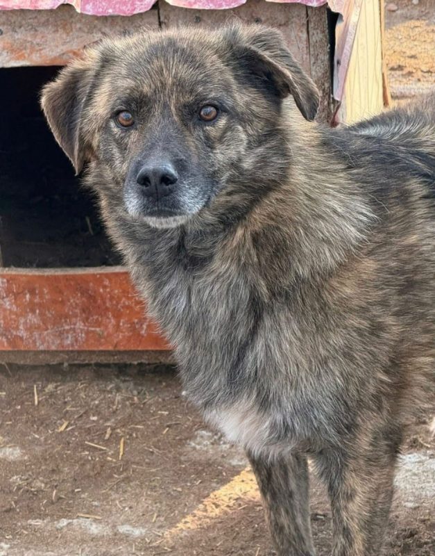 FLAVIO - Chien à adopter - photo 4