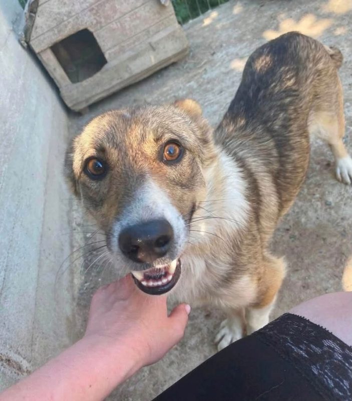 TOMMY - Chien à adopter - photo 2