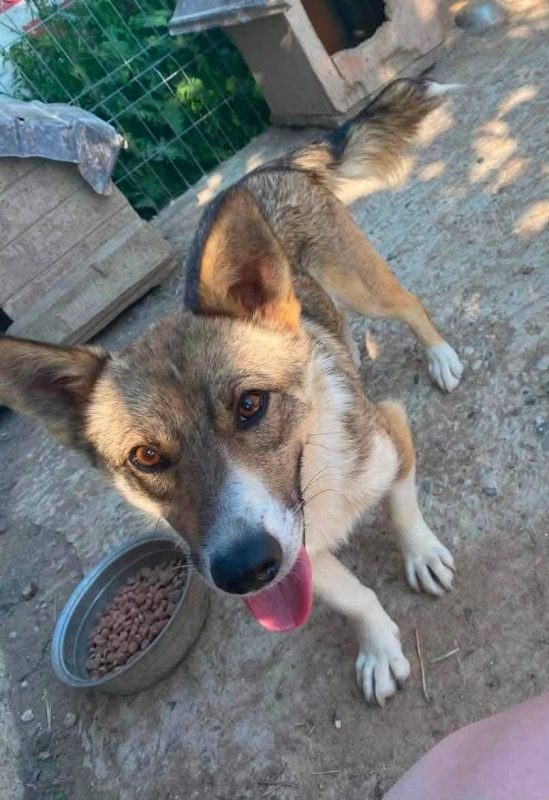 TOMMY - Chien à adopter
