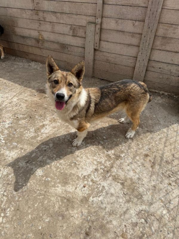 TOMMY - Chien à adopter - photo 3