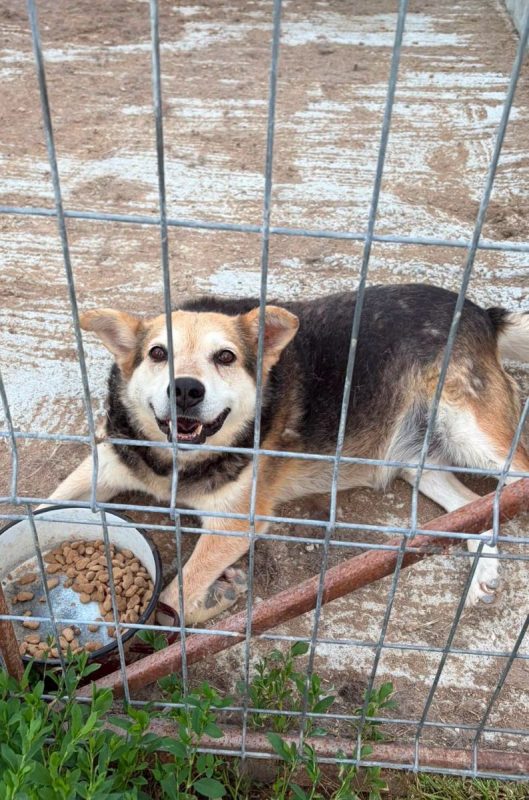 TOMMY - Chien à adopter - photo 3