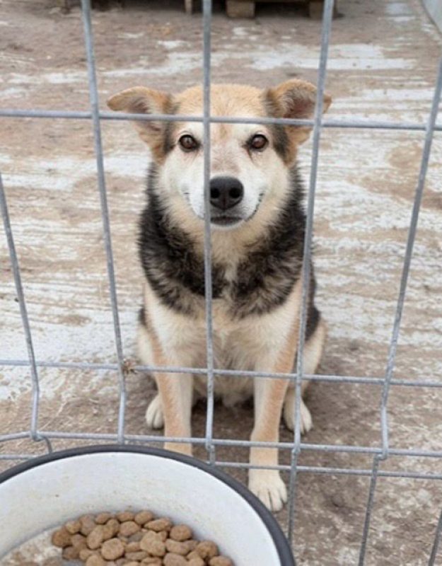 TOMMY - Chien à adopter - photo 2