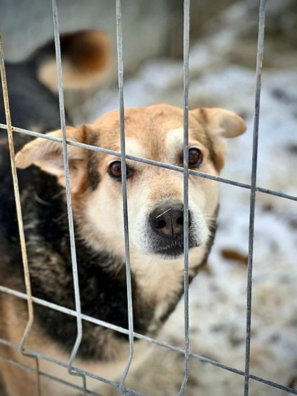 TOMMY - Chien à adopter - photo 4