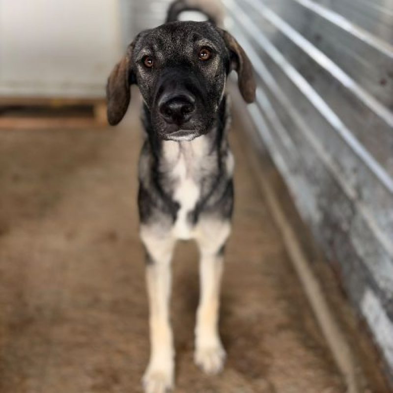 SISTA - Chien à adopter