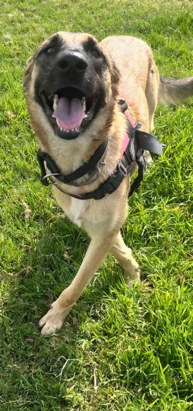 YINA - Chien Berger Belge Malinois à adopter - photo 2