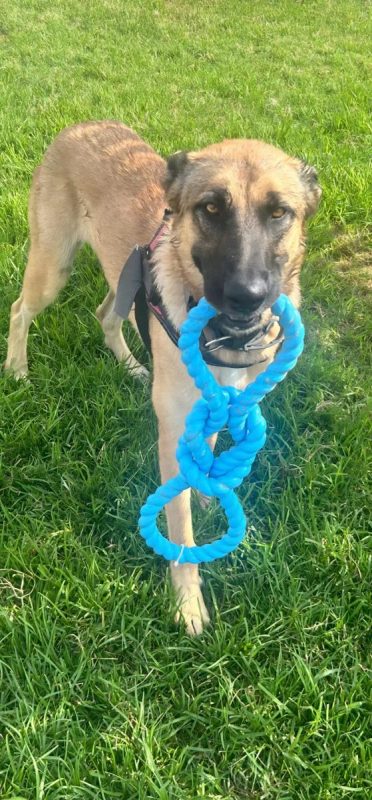 YINA - Chien Berger Belge Malinois à adopter - photo 3
