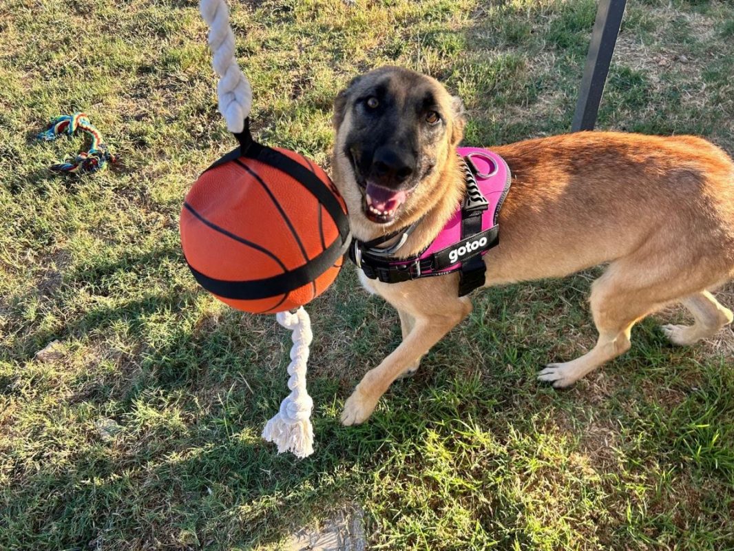 YINA - Chien Berger Belge Malinois à adopter