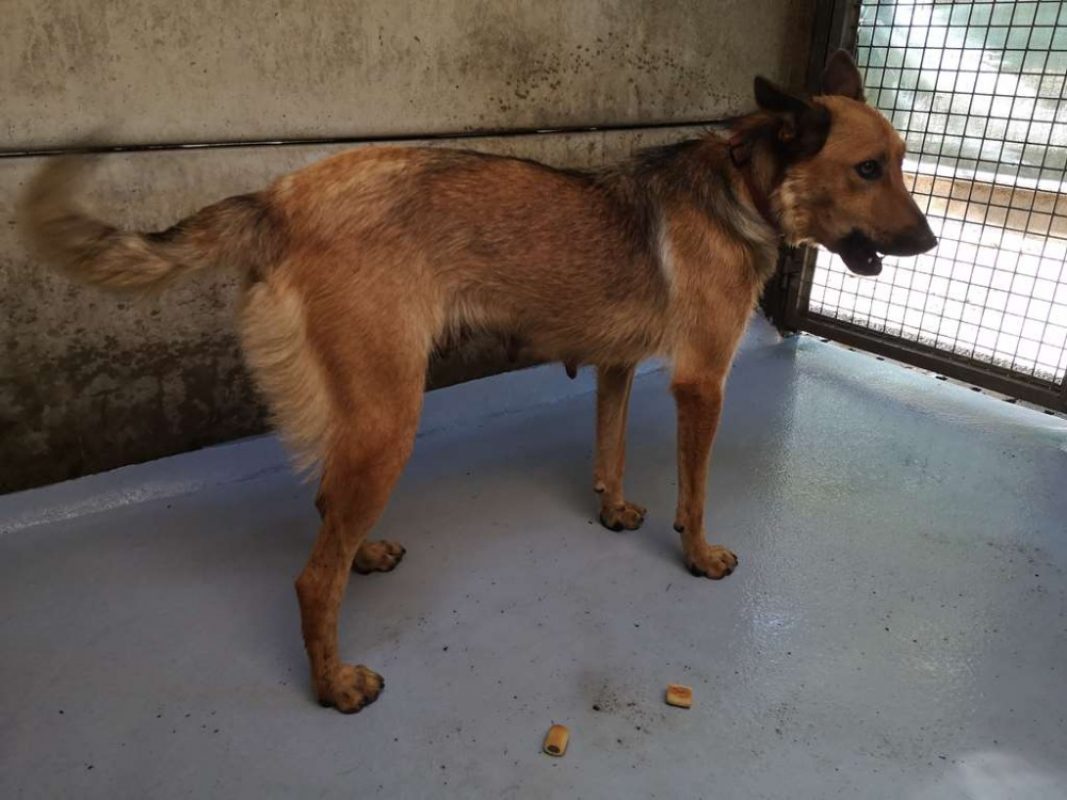 Vivi - Chien Berger à adopter
