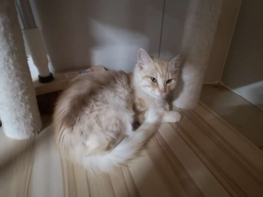 Univers réservé - Chat Européen à adopter