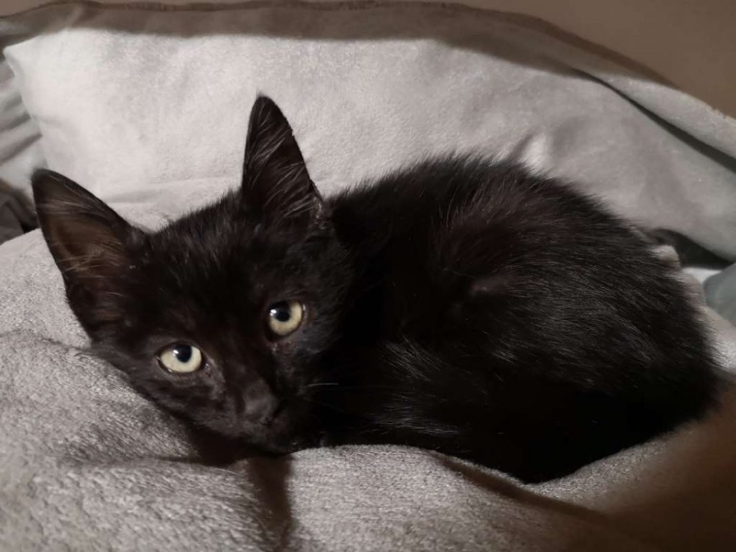 Réservé ukar - Chat Européen à adopter