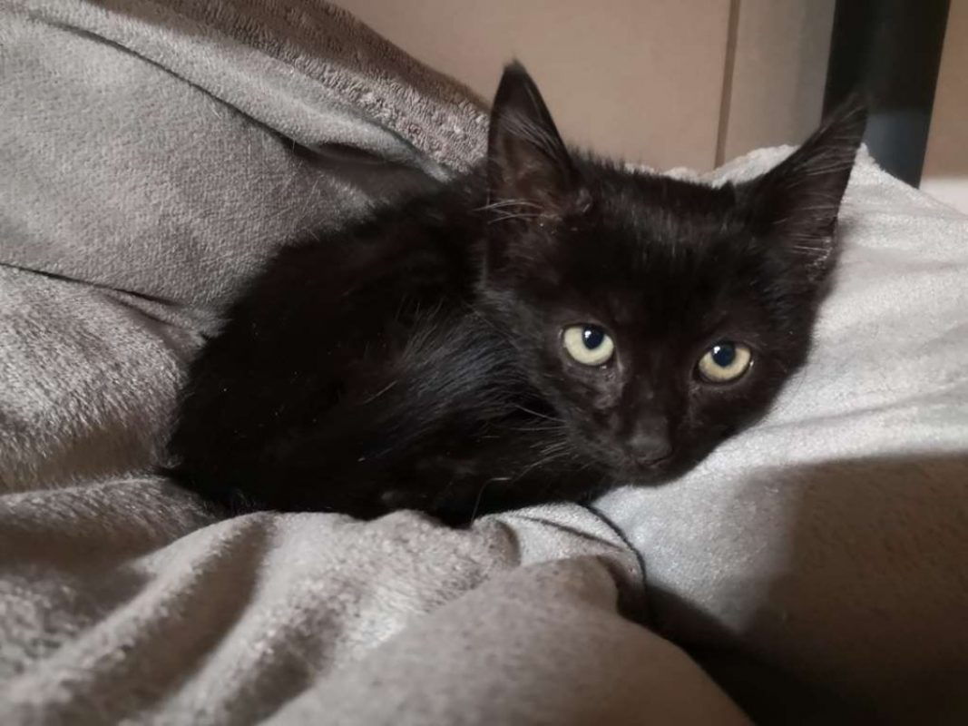 Réservé ukar - Chat Européen à adopter - photo 2