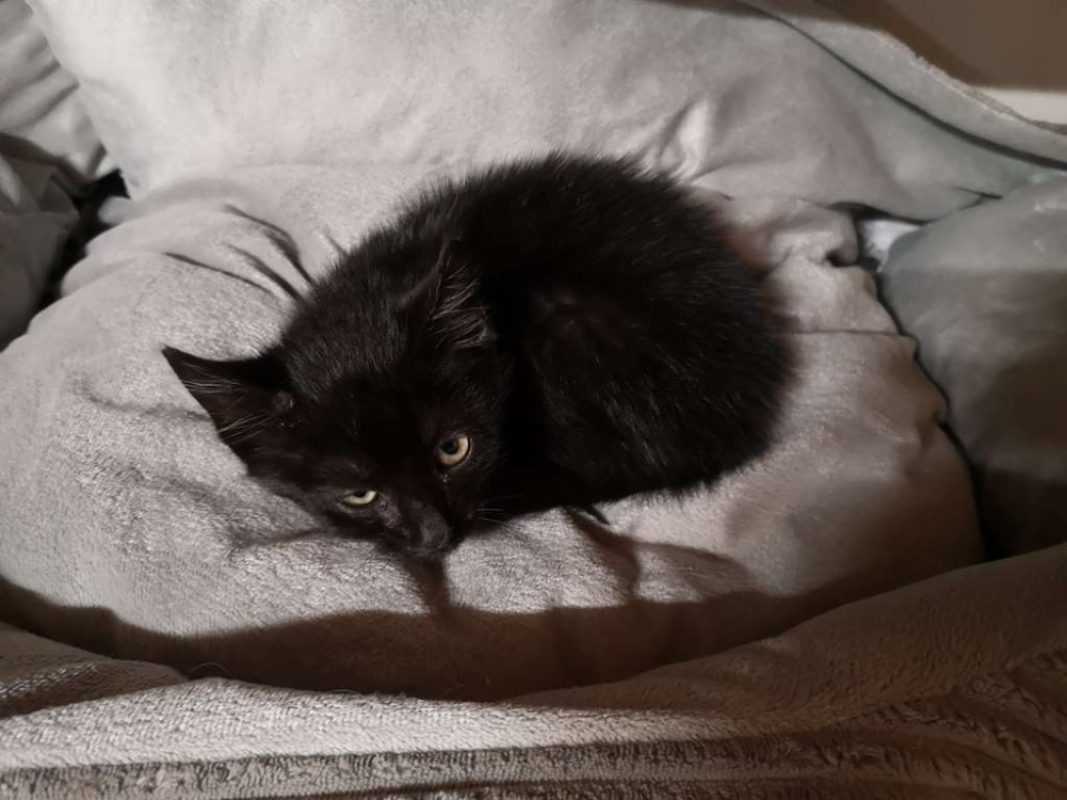 Réservé ukar - Chat Européen à adopter - photo 3