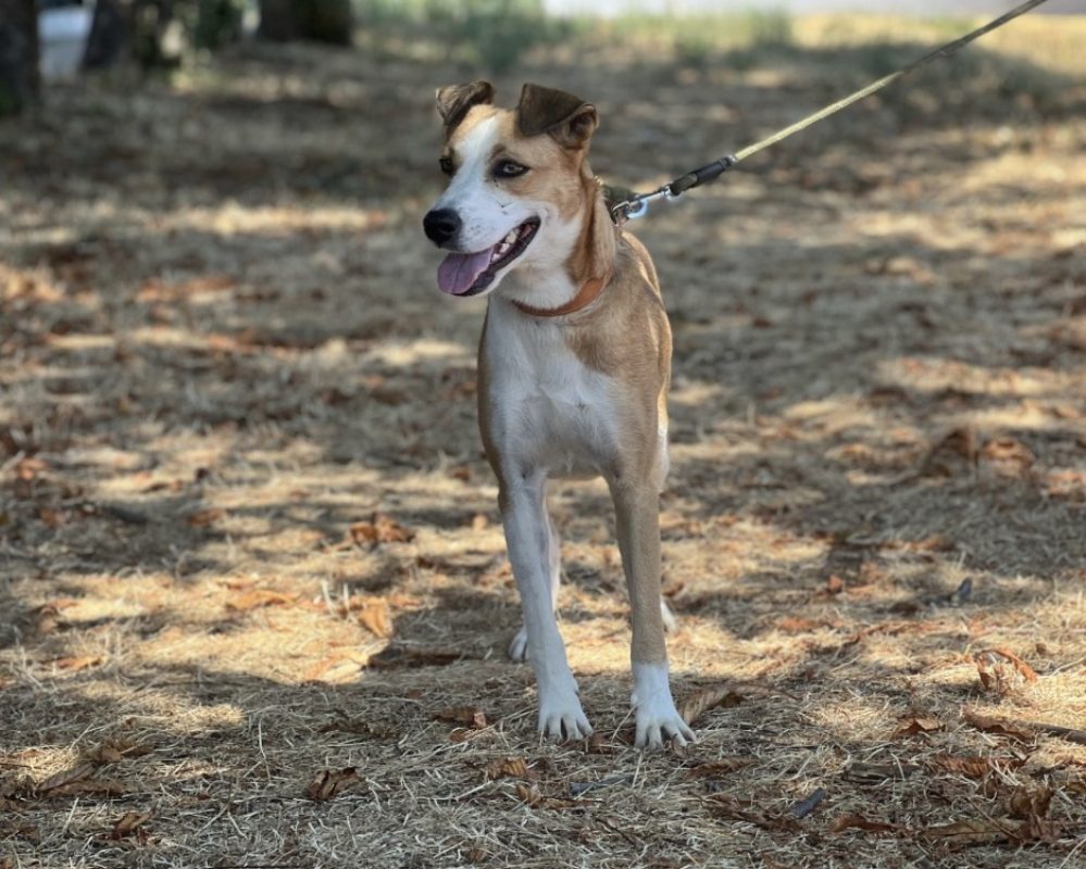 Maze - Chien Berger à adopter - photo 3