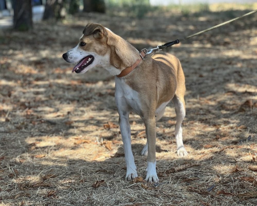 Maze - Chien Berger à adopter - photo 4