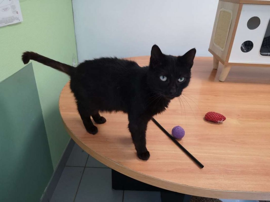 Panthere - Chat Européen à adopter