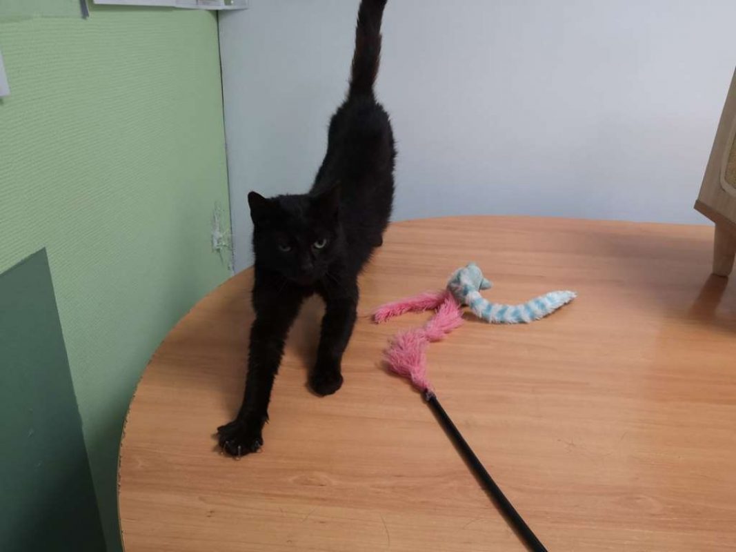Panthere - Chat Européen à adopter - photo 2