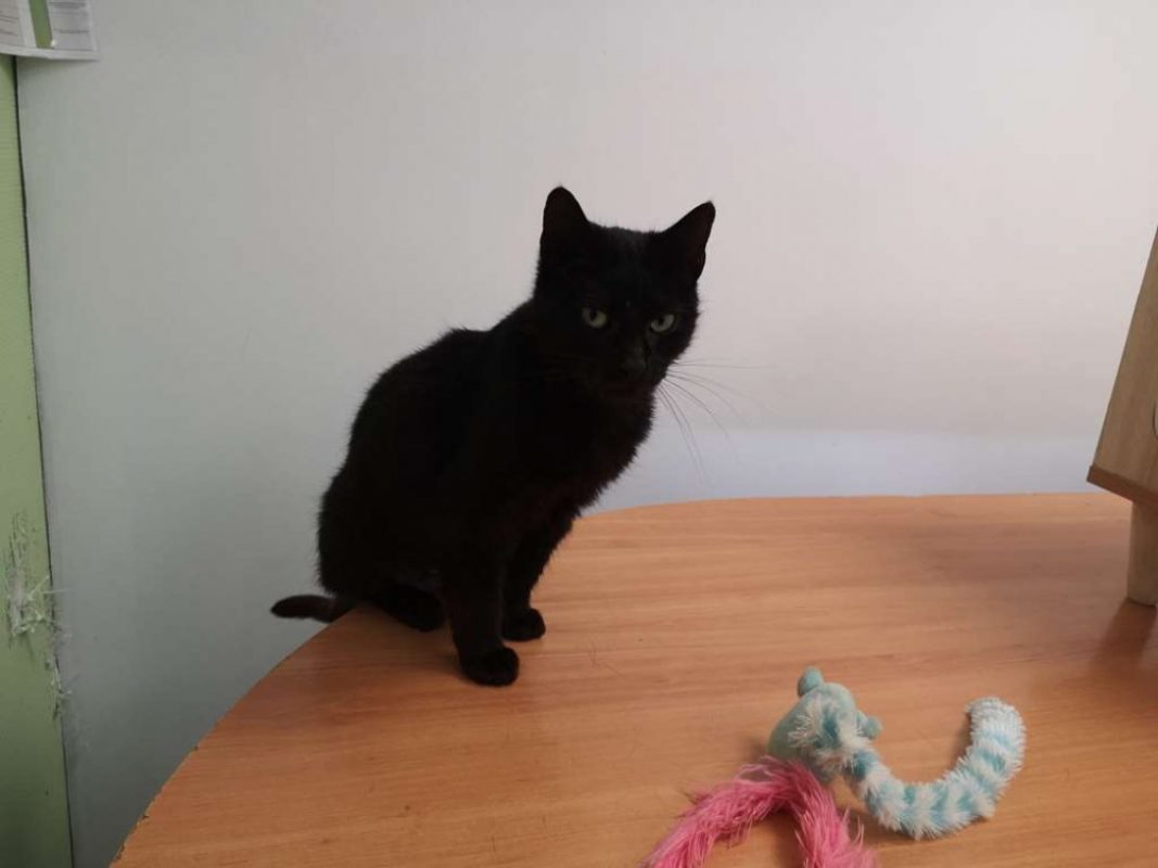 Panthere - Chat Européen à adopter - photo 3