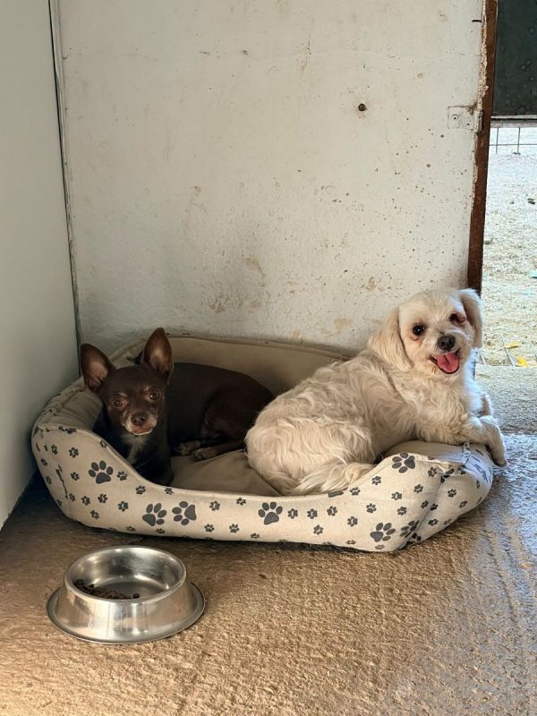 Tuli et Pirata - Chien Chihuahua à adopter - photo 3