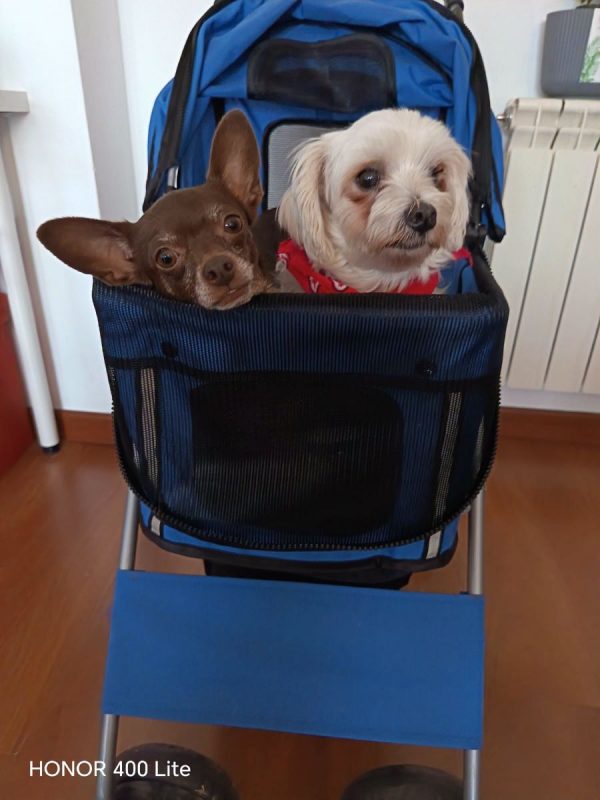 Tuli et Pirata - Chien Chihuahua à adopter - photo 5