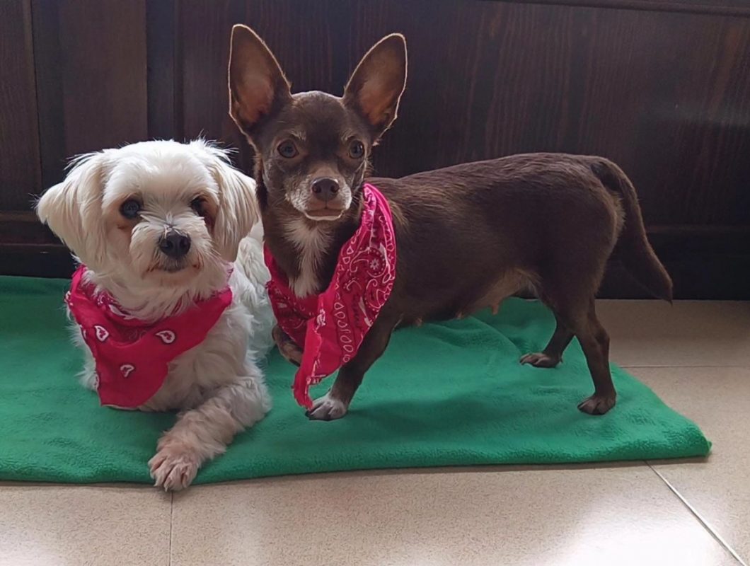 Tuli et Pirata - Chien Chihuahua à adopter