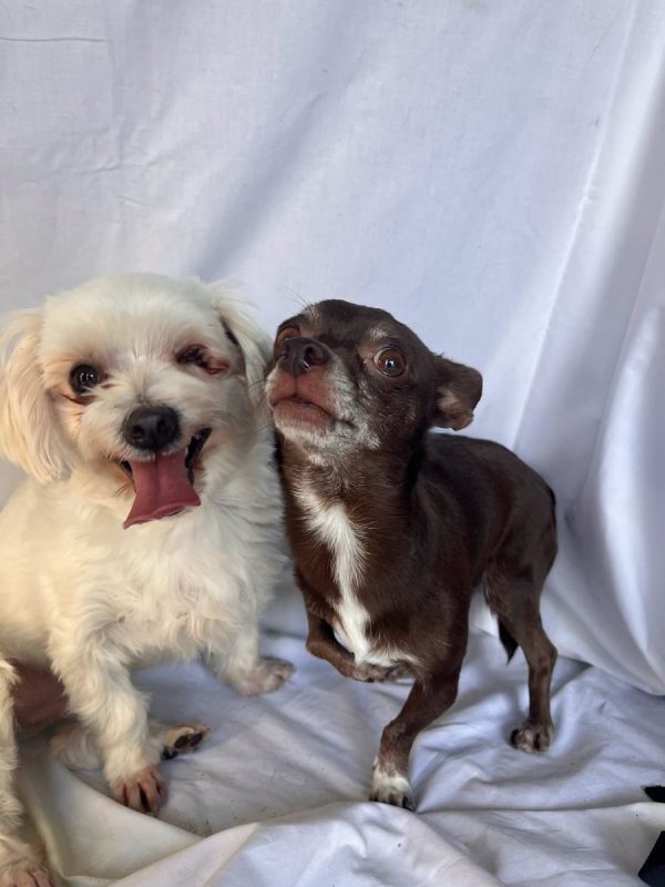 Tuli et Pirata - Chien Chihuahua à adopter - photo 2