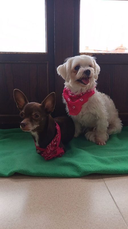 Tuli et Pirata - Chien Chihuahua à adopter - photo 6
