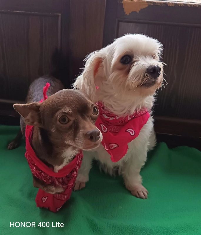 Tuli et Pirata - Chien Chihuahua à adopter - photo 4