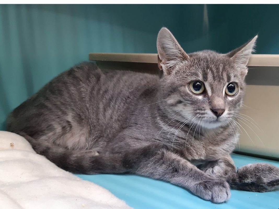 Mushroom - Chat Européen à adopter