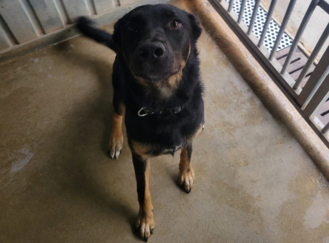 Bonnie - Chien Berger à adopter