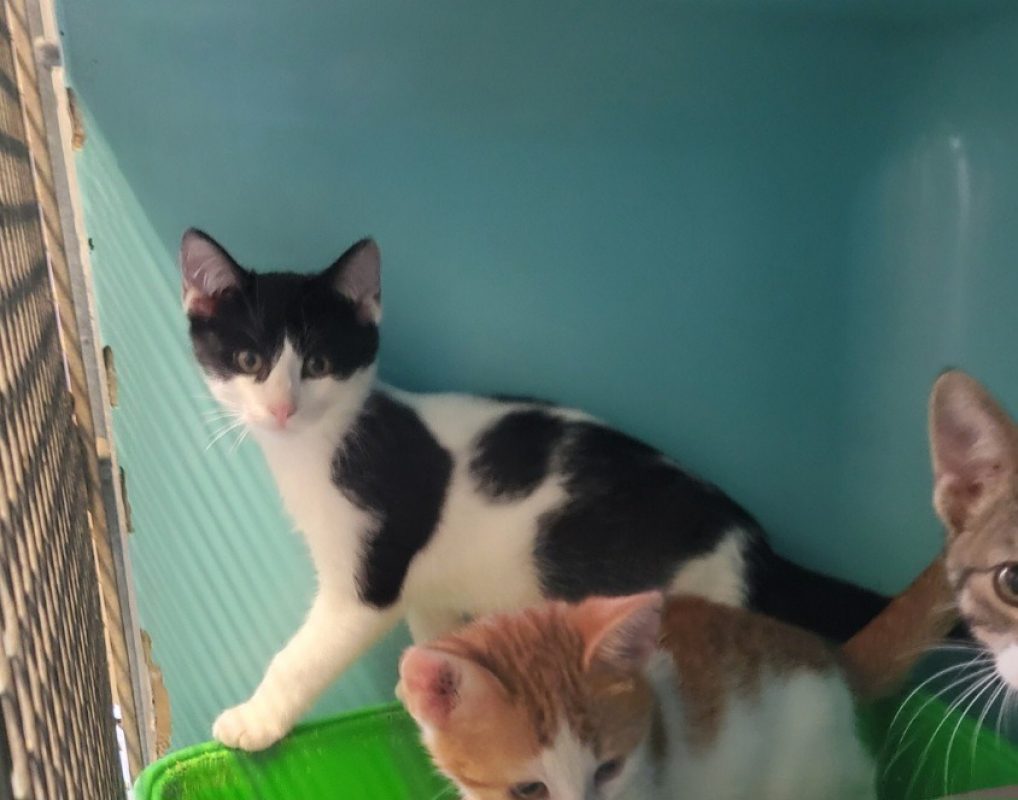 Miki - Chat Européen à adopter