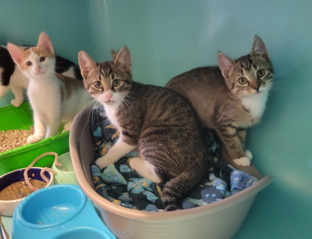 Mikou - Chat Européen à adopter