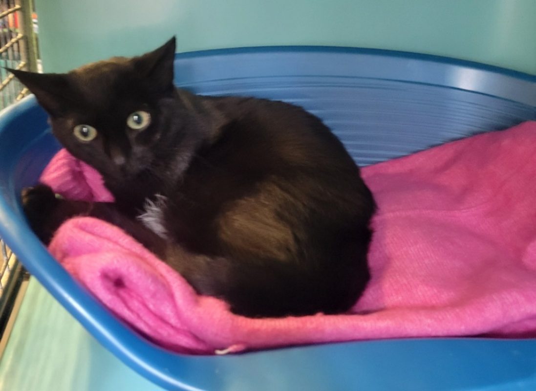 Baguette - Chat Européen à adopter
