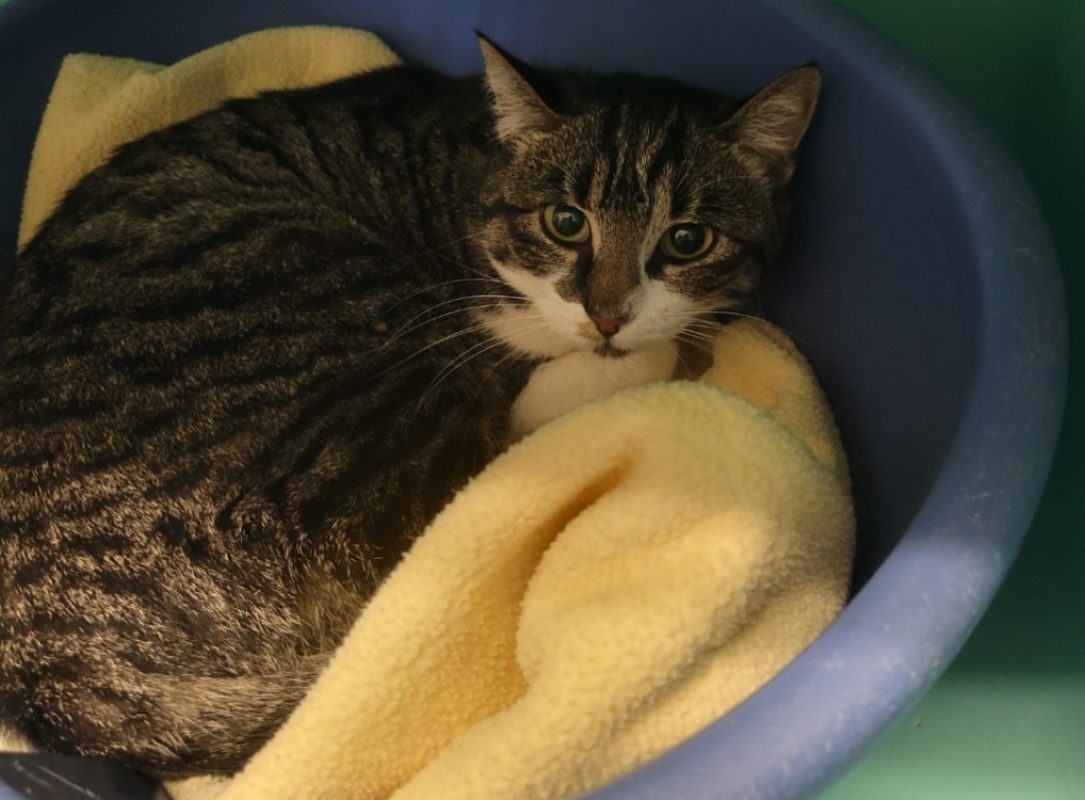Boudette - Chat Européen à adopter