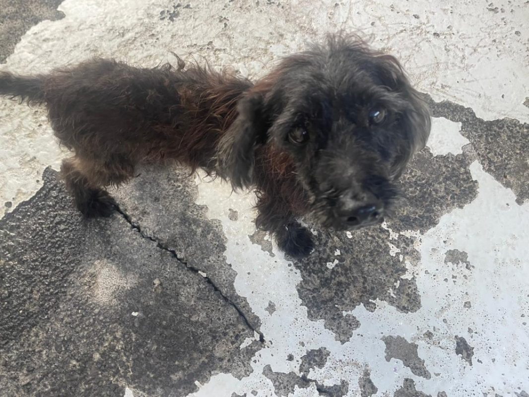 Farkle - Chien à adopter