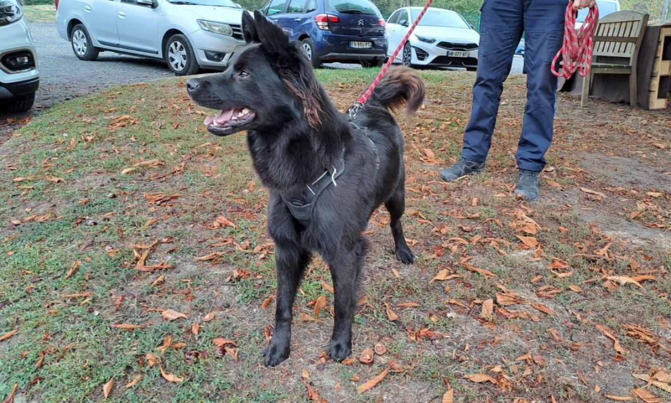 Grizou - Chien à adopter