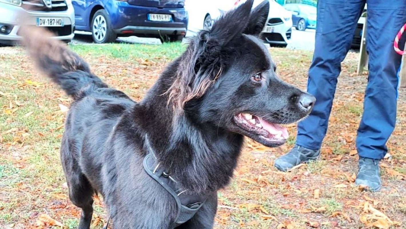 Grizou - Chien à adopter - photo 2