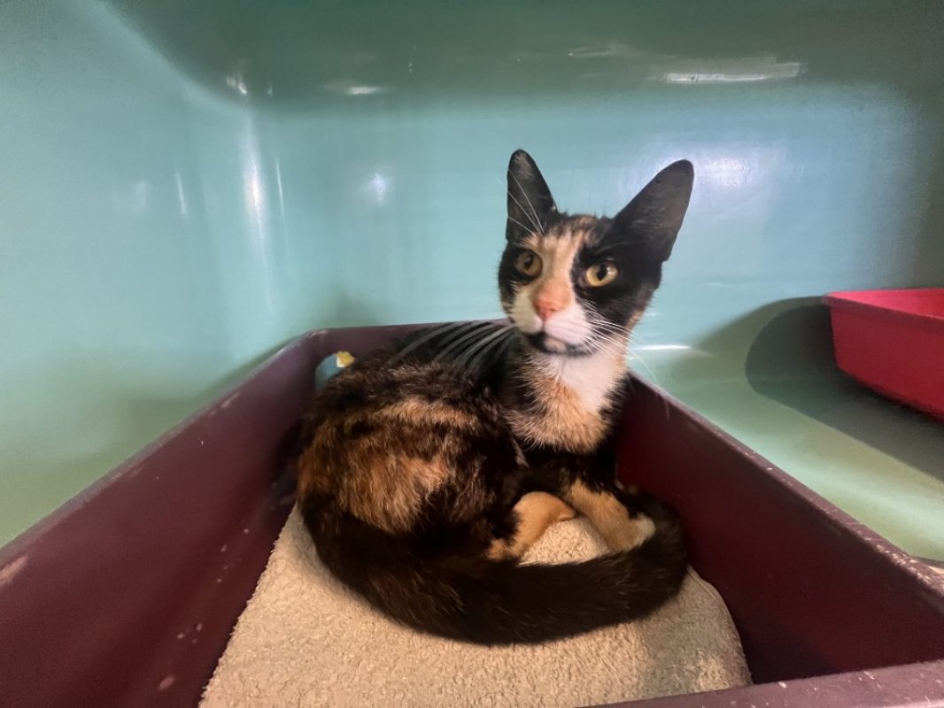 Lucy a trouve sa famille - Chat Européen à adopter