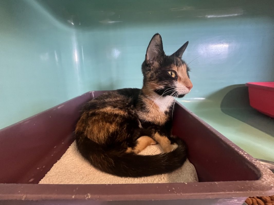 Lucy a trouve sa famille - Chat Européen à adopter - photo 2