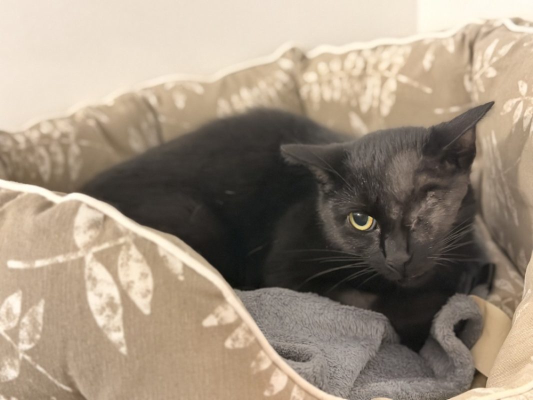Turtle - Chat Européen à adopter